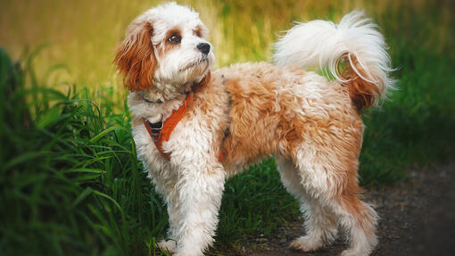 Three store shades cavapoo